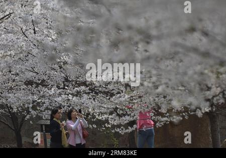 (140326) -- BINZHOU, March 26, 2014 (Xinhua) -- Tourists take photos of cherry blossoms on the Cherry Mountain in Zouping County of Binzhou City, east China s Shandong Province, March 26, 2014. The beautiful cherry blossoms here attracted many tourists to come outdoors to view the scenery. (Xinhua/Dong Naide) (wyl) CHINA-BINZHOU-CHERRY BLOSSOM (CN) PUBLICATIONxNOTxINxCHN   Binzhou March 26 2014 XINHUA tourists Take Photos of Cherry Blossoms ON The Cherry Mountain in Zouping County of Binzhou City East China S Shan Dong Province March 26 2014 The Beautiful Cherry Blossoms Here attracted MANY to Stock Photo