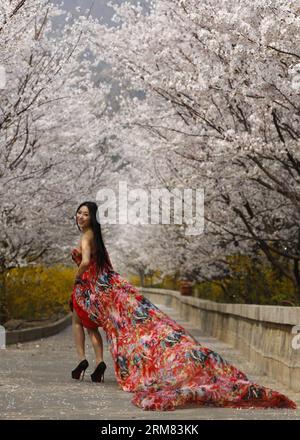 (140326) -- BINZHOU, 26. März 2014 (Xinhua) -- Ein Modell posiert für Fotos mit Kirschblüten auf dem Kirschberg in Zouping County der Stadt Binzhou, ostchinesische Provinz Shandong, 26. März 2014. Die wunderschönen Kirschblüten hier zogen viele Touristen an, um die Landschaft zu sehen. (Xinhua/Zhang Hongxia) (wyl) CHINA-BINZHOU-KIRSCHBLÜTE (CN) PUBLICATIONxNOTxINxCHN BINZHOU März 26 2014 XINHUA ein Modell posiert für Fotos mit KIRSCHBLÜTEN AUF dem KIRSCHBERG in Zouping County der Stadt Binzhou Ostchina S Shan Dong Provinz März 26 2014 die schönen KIRSCHBLÜTEN hier bei Stockfoto