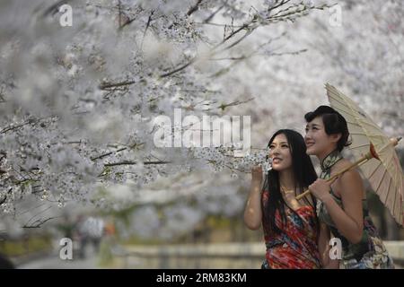 (140326) -- BINZHOU, 26. März 2014 (Xinhua) -- Models posieren für Fotos mit Kirschblüten auf dem Kirschberg in Zouping County der Stadt Binzhou, ostchinesische Provinz Shandong, 26. März 2014. Die wunderschönen Kirschblüten hier zogen viele Touristen an, um die Landschaft zu sehen. (Xinhua/Dong Naide) (wyl) CHINA-BINZHOU-KIRSCHBLÜTE (CN) PUBLICATIONxNOTxINxCHN BINZHOU März 26 2014 XINHUA-Modelle posieren für Fotos mit Kirschblüten AUF dem KIRSCHBERG in Zouping County der Stadt Binzhou Ostchina S Shan Dong Provinz März 26 2014 die schönen KIRSCHBLÜTEN hier zogen an Stockfoto