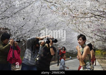 (140326) -- BINZHOU, March 26, 2014 (Xinhua) -- A model poses for photos with cherry blossoms on the Cherry Mountain in Zouping County of Binzhou City, east China s Shandong Province, March 26, 2014. The beautiful cherry blossoms here attracted many tourists to come outdoors to view the scenery. (Xinhua/Dong Naide) (wyl) CHINA-BINZHOU-CHERRY BLOSSOM (CN) PUBLICATIONxNOTxINxCHN   Binzhou March 26 2014 XINHUA a Model Poses for Photos With Cherry Blossoms ON The Cherry Mountain in Zouping County of Binzhou City East China S Shan Dong Province March 26 2014 The Beautiful Cherry Blossoms Here attra Stock Photo