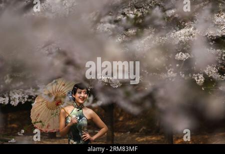 (140326) -- BINZHOU, March 26, 2014 (Xinhua) -- A model poses for photos with cherry blossoms on the Cherry Mountain in Zouping County of Binzhou City, east China s Shandong Province, March 26, 2014. The beautiful cherry blossoms here attracted many tourists to come outdoors to view the scenery. (Xinhua/Sun Shubao) (wyl) CHINA-BINZHOU-CHERRY BLOSSOM (CN) PUBLICATIONxNOTxINxCHN   Binzhou March 26 2014 XINHUA a Model Poses for Photos With Cherry Blossoms ON The Cherry Mountain in Zouping County of Binzhou City East China S Shan Dong Province March 26 2014 The Beautiful Cherry Blossoms Here attra Stock Photo