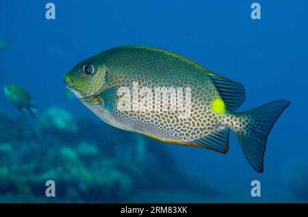 Golden Rabbitfish, Siganus guttatus, Liberty Wrack Tauchplatz, Tulamben, Karangasem, Bali, Indonesien Stockfoto