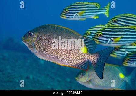 Golden Rabbitfish, Siganus guttatus, und Schule von Oriental Sweetlips, Plectorhinchus vittatus, Liberty Wrack Tauchplatz, Tulamben, Karangasem, Bali, I Stockfoto