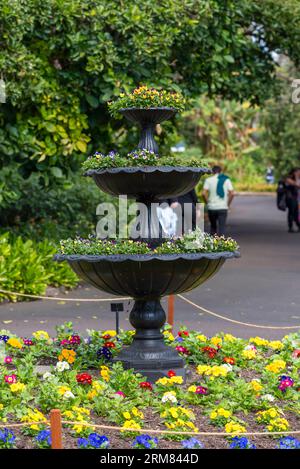 Ein dreistufiges Arrangement mit jährlichen Stiefmütterchen in einem umgebauten Brunnen im Royal Botanical Gardens in Sydney, Australien Stockfoto