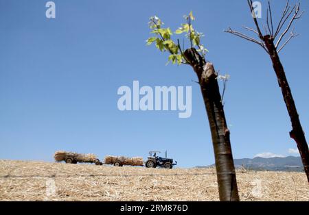 Ein Fahrzeug transportiert Zuckerrohr in einer Plantage im Bezirk San Ramon, 55 km von San Jose, der Hauptstadt von Costa Rica, am 31. März 2014. Die Zuckerindustrie ist mit über 48.000 Hektar gepflanztem Zuckerrohr eine der wichtigsten Industrien Costa Ricas. (Xinhua/Kent Gilbert)(ctt) COSTA RICA-SAN RAMON-INDUSTRIE-ZUCKERROHR PUBLICATIONxNOTxINxCHN ein Fahrzeug transportiert Zuckerrohr auf einer Plantage im Bezirk San Ramon 55 km von San Jose Hauptstadt von Costa Rica AM. März 31 2014 IST die Zuckerindustrie eine der WICHTIGSTEN Industrien in Costa Rica mit über 48 000 Hektar gepflanztem Zuckerrohr XINHUA Kent Gil Stockfoto