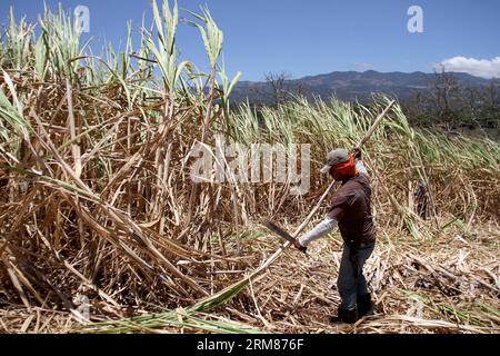 Am 31. März 2014 erntet ein Arbeiter Zuckerrohr in einer Plantage im Bezirk San Ramon, 55 km von San Jose, der Hauptstadt von Costa Rica. Die Zuckerindustrie ist mit über 48.000 Hektar gepflanztem Zuckerrohr eine der wichtigsten Industrien Costa Ricas. (Xinhua/Kent Gilbert)(ctt) COSTA RICA-SAN RAMON-INDUSTRIE-ZUCKERROHR PUBLICATIONxNOTxINxCHN ein Arbeiter erntet Zuckerrohr auf einer Plantage im Bezirk San Ramon 55 km von San Jose Hauptstadt von Costa Rica AM. März 31 2014 IST die Zuckerindustrie eine der WICHTIGSTEN Industrien in Costa Rica mit über 48 000 Hektar gepflanztem Zuckerrohr XINHUA Kent Gilbert CTT Cos Stockfoto