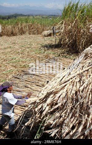 Ein Arbeiter stapelt Zuckerrohr in einer Plantage im Bezirk San Ramon, 55 km von San Jose, Hauptstadt von Costa Rica, am 31. März 2014. Die Zuckerindustrie ist mit über 48.000 Hektar gepflanztem Zuckerrohr eine der wichtigsten Industrien Costa Ricas. (Xinhua/Kent Gilbert)(ctt) COSTA RICA-SAN RAMON-INDUSTRIE-ZUCKERROHR PUBLICATIONxNOTxINxCHN A Arbeiter stapelt Zuckerrohr in einer Plantage des Bezirks San RAMON 55 km von San Jose Hauptstadt von Costa Rica AM 31 2014. März IST die Zuckerindustrie eine der WICHTIGSTEN Industrien in Costa Rica mit über 48 000 Hektar gepflanztem Zuckerrohr XINHUA Kent Gilbert CTT Cos Stockfoto