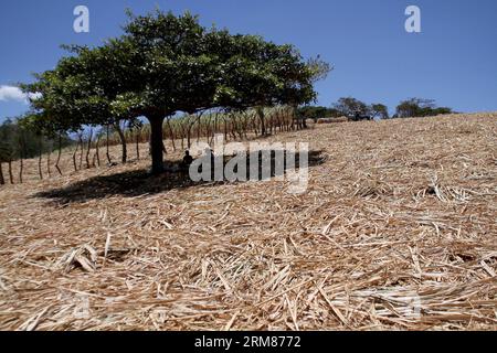 Arbeiter ruhen sich unter einem Baum aus, nachdem sie am 31. März 2014 Zuckerrohr in einer Plantage im Bezirk San Ramon, 55 km von San Jose, der Hauptstadt von Costa Rica, geerntet haben. Die Zuckerindustrie ist mit über 48.000 Hektar gepflanztem Zuckerrohr eine der wichtigsten Industrien Costa Ricas. (Xinhua/Kent Gilbert)(ctt) COSTA RICA-SAN RAMON-INDUSTRIE-ZUCKERROHR PUBLICATIONxNOTxINxCHN Arbeiter ruhen sich unter einem Baum aus, nachdem sie Zuckerrohr auf einer Plantage im Bezirk San Ramon geerntet haben, 55 km von San Jose Hauptstadt von Costa Rica AM 31 2014. März die Zuckerindustrie IST eine der WICHTIGSTEN Industrien in Costa Rica mit über 48 000 Hektar Stockfoto