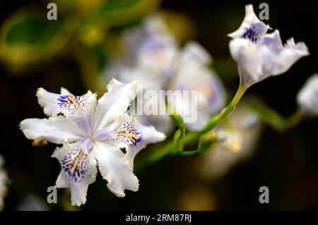(140402) -- CHANGSHA, 2. April 2014 (Xinhua) -- Foto aufgenommen am 2. April 2014 zeigt gesäumte Irisblüten in Changsha, der Hauptstadt der zentralchinesischen Provinz Hunan. (Xinhua/Long Hongtao) (zwy) CHINA-CHANGSHA-SPRING-FLOWERS(CN) PUBLICATIONxNOTxINxCHN Changsha April 2 2014 XINHUA Foto aufgenommen AM April 2 2014 zeigt Fransen Iris Blüten in Changsha Hauptstadt von Zentralchina S Hunan Provinz XINHUA Long Hongtao China Changsha Frühlingsblumen CN PUNOBLICTINxCHNxN Stockfoto