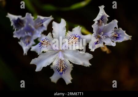 (140402) -- CHANGSHA, 2. April 2014 (Xinhua) -- Foto aufgenommen am 2. April 2014 zeigt gesäumte Irisblüten in Changsha, der Hauptstadt der zentralchinesischen Provinz Hunan. (Xinhua/Long Hongtao) (zwy) CHINA-CHANGSHA-SPRING-FLOWERS(CN) PUBLICATIONxNOTxINxCHN Changsha April 2 2014 XINHUA Foto aufgenommen AM April 2 2014 zeigt Fransen Iris Blüten in Changsha Hauptstadt von Zentralchina S Hunan Provinz XINHUA Long Hongtao China Changsha Frühlingsblumen CN PUNOBLICTINxCHNxN Stockfoto
