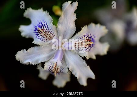(140402) -- CHANGSHA, 2. April 2014 (Xinhua) -- Foto aufgenommen am 2. April 2014 zeigt gesäumte Irisblüten in Changsha, der Hauptstadt der zentralchinesischen Provinz Hunan. (Xinhua/Long Hongtao) (zwy) CHINA-CHANGSHA-SPRING-FLOWERS(CN) PUBLICATIONxNOTxINxCHN Changsha April 2 2014 XINHUA Foto aufgenommen AM April 2 2014 zeigt Fransen Iris Blüten in Changsha Hauptstadt von Zentralchina S Hunan Provinz XINHUA Long Hongtao China Changsha Frühlingsblumen CN PUNOBLICTINxCHNxN Stockfoto