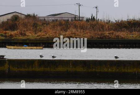 (100228) -- TOKIO, 28. Februar 2010 (Xinhua) -- Seevögel haben eine Pause in einem Hafen in Kujukuri, Chiba-Ken, Japan, 28. Februar 2010. Die Japan Meteorological Agency gab am Sonntag einen großen Tsunami-Alarm für die Pazifikküste aus, der besagt, dass nach einem starken Erdbeben in Chile ein sehr hoher Tsunami mit Wellen von bis zu 3 Metern in den Gebieten zu erwarten ist. Die erste Welle des Tsunamis traf Japans vorgelagerte Inseln am Sonntag gegen 12:48 Uhr Ortszeit, aber die ersten Wellen waren nur 10 cm hoch.(Xinhua/Ji Chunpeng) (lyx) (2)JAPAN-TOKIO-TSUNAMI-ALARM PUBLICATIONxNOTxINxCHN TOKIO Feb 28 2010 XINHUA Sea Birds have A R Stockfoto