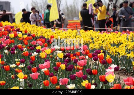 (140406) -- BINZHOU, 6. April 2014 (Xinhua) -- Touristen sehen Tulpenblumen in Binzhou City, ostchinesische Provinz Shandong, 6. April 2014. (Xinhua/Zhang Binbin) (ry) CHINA-SHANDONG-TULPENBLÜTEN (CN) PUBLICATIONxNOTxINxCHN Binzhou 6. April 2014 XINHUA Touristen SEHEN Tulpenblüten in Binzhou Stadt Ostchina S Shan Dong Provinz 6. April 2014 XINHUA Zhang Binbin Ry China Shan Dong Tulpenblüten CN PUxBLINNICxBLN Stockfoto