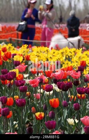 (140406) -- BINZHOU, 6. April 2014 (Xinhua) -- Tulpenblüten blühen in Binzhou City, ostchinesische Provinz Shandong, 6. April 2014. (Xinhua/Zhang Binbin) (ry) CHINA-SHANDONG-TULPENBLÜTEN (CN) PUBLICATIONxNOTxINxCHN Binzhou 6. April 2014 XINHUA Tulpenblüten sind in der Blüte in Binzhou Stadt Ostchina S Shan Dong Provinz 6. April 2014 XINHUA Zhang BinRy China Shan Dong Tulpenblüten bin IOTICATCHINxBLINN Stockfoto