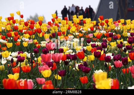 (140406) -- BINZHOU, 6. April 2014 (Xinhua) -- Tulpenblüten blühen in Binzhou City, ostchinesische Provinz Shandong, 6. April 2014. (Xinhua/Zhang Binbin) (ry) CHINA-SHANDONG-TULPENBLÜTEN (CN) PUBLICATIONxNOTxINxCHN Binzhou 6. April 2014 XINHUA Tulpenblüten sind in der Blüte in Binzhou Stadt Ostchina S Shan Dong Provinz 6. April 2014 XINHUA Zhang BinRy China Shan Dong Tulpenblüten bin IOTICATCHINxBLINN Stockfoto