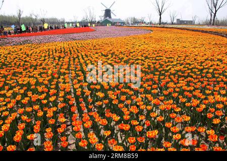 (140406) -- BINZHOU, 6. April 2014 (Xinhua) -- Tulpenblüten blühen in Binzhou City, ostchinesische Provinz Shandong, 6. April 2014. (Xinhua/Zhang Binbin) (ry) CHINA-SHANDONG-TULPENBLÜTEN (CN) PUBLICATIONxNOTxINxCHN Binzhou 6. April 2014 XINHUA Tulpenblüten sind in der Blüte in Binzhou Stadt Ostchina S Shan Dong Provinz 6. April 2014 XINHUA Zhang BinRy China Shan Dong Tulpenblüten bin IOTICATCHINxBLINN Stockfoto