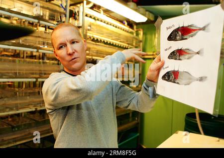 Dr. Tuomas Leinonen explains the differences observed on sample three-spined sticklebacks in the aquarium laboratory of the University of Helsinki, Finland, April 10, 2014. It is usually believed that there needs to be genetic variation for evolution to happen. A research funded by Academy of Finland tries to find out if there are alternatives to go around the genetic constraints . In Finnish Lapland, there are populations of three-spined sticklebacks (Gasterosteus aculeatus) which lack genetic variation to respond to natural selection for reduced bony armor in the usual manner. 400 samples we Stock Photo