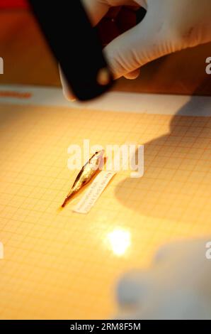 Ein Forscher fotografiert eine dreispaltige Stichleinprobe im Aquarium-Labor der Universität Helsinki, Finnland, 10. April 2014. Es wird normalerweise angenommen, dass es genetische Variation geben muss, damit Evolution stattfinden kann. Eine von der Akademie Finnlands finanzierte Forschung versucht herauszufinden , ob es Alternativen gibt , um die genetischen Einschränkungen zu umgehen . In Finnisch-Lappland gibt es Populationen dreidorniger Sticklebacks (Gasterosteus aculeatus), denen es an genetischer Variation mangelt, um auf natürliche Selektion für eine reduzierte knöcherne Rüstung in der üblichen Weise zu reagieren. Es wurden 400 Proben aus der Wildnis entnommen Stockfoto