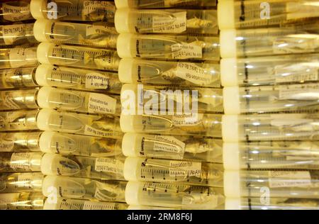 Samples of three-spined sticklebacks were piled in the aquarium laboratory of the University of Helsinki, Finland, April 10, 2014. It is usually believed that there needs to be genetic variation for evolution to happen. A research funded by Academy of Finland tries to find out if there are alternatives to go around the genetic constraints . In Finnish Lapland, there are populations of three-spined sticklebacks (Gasterosteus aculeatus) which lack genetic variation to respond to natural selection for reduced bony armor in the usual manner. 400 samples were collected from the wild by a research t Stock Photo