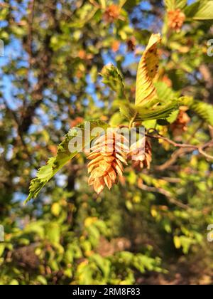 Grüne Ostrya carpinifolia (Europäischer Hopfen-Hainbuche) Blüten auf Zweigen Stockfoto