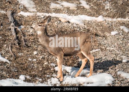 Junge braune Hirschweibchen weiden am Hang und sind wachsam in der Wildnis Stockfoto