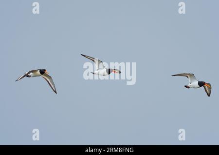 Wangerooge, Deutschland. April 2023. 14.04.2023, Wangerooge. Drei Austernfänger (Haematopus ostralegus) fliegen am Himmel über der ostfriesischen Insel Wangerooge. Kredit: Wolfram Steinberg/dpa Kredit: Wolfram Steinberg/dpa/Alamy Live News Stockfoto