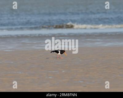 Wangerooge, Deutschland. April 2023. 13.04.2023, Wangerooge. Ein Austernfänger (Haematopus ostralegus) spaziert am Strand der ostfriesischen Insel Wangerooge entlang des Sandes vor der Nordsee. Kredit: Wolfram Steinberg/dpa Kredit: Wolfram Steinberg/dpa/Alamy Live News Stockfoto