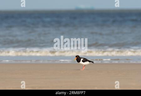 Wangerooge, Deutschland. April 2023. 13.04.2023, Wangerooge. Ein Austernfänger (Haematopus ostralegus) spaziert am Strand der ostfriesischen Insel Wangerooge entlang des Sandes vor der Nordsee. Kredit: Wolfram Steinberg/dpa Kredit: Wolfram Steinberg/dpa/Alamy Live News Stockfoto