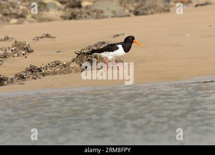 Wangerooge, Deutschland. April 2023. 13.04.2023, Wangerooge. Ein Austernfänger (Haematopus ostralegus) spaziert am Strand der ostfriesischen Insel Wangerooge am Spuelsaum der Nordsee entlang. Kredit: Wolfram Steinberg/dpa Kredit: Wolfram Steinberg/dpa/Alamy Live News Stockfoto