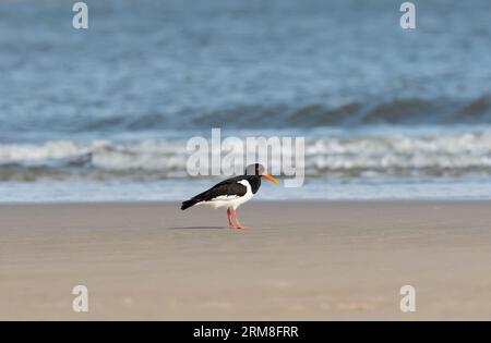 Wangerooge, Deutschland. April 2023. 13.04.2023, Wangerooge. Ein Austernfänger (Haematopus ostralegus) spaziert am Strand der ostfriesischen Insel Wangerooge entlang des Sandes vor der Nordsee. Kredit: Wolfram Steinberg/dpa Kredit: Wolfram Steinberg/dpa/Alamy Live News Stockfoto