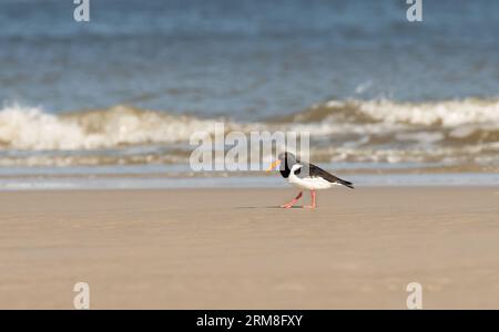 Wangerooge, Deutschland. April 2023. 13.04.2023, Wangerooge. Ein Austernfänger (Haematopus ostralegus) spaziert am Strand der ostfriesischen Insel Wangerooge entlang des Sandes vor der Nordsee. Kredit: Wolfram Steinberg/dpa Kredit: Wolfram Steinberg/dpa/Alamy Live News Stockfoto