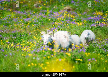 Eine Herde von weißen Familienschafen, die an sonnigen Tagen auf dem Land auf Blumenwiesen auf Almen wandern und weiden Stockfoto