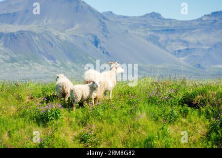 Eine Herde von weißen Familienschafen, die an sonnigen Tagen auf dem Land auf Blumenwiesen auf Almen wandern und weiden Stockfoto