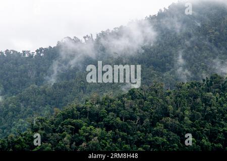 Blick vom Mamu Tropical Skywalk im Wooroonooran National Park, Australien, auf die von Regenwäldern bedeckten Hügel, die nach Regenfällen von Nebel und Nebel umgeben sind Stockfoto