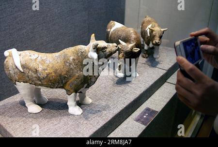 (140416) -- YANGZHOU, April 16, 2014 (Xinhua) -- A visitor takes a photo of terracotta cows at an exhibition showcasing relics unearthed from the tomb of Emperor Yang of Sui Dynasty (581-618) and his queen, in Yangzhou Museum, Yangzhou, east China s Jiangsu Province, April 16, 2014. The three-month-long exhibition opened here on Wednesday. Yang Guang, the second and last monarch of the short-lived Sui Dynasty, was killed during a mutiny in 618 A.D., which marked the end of the dynasty. (Xinhua/Zhao Jun) (hdt) CHINA-JIANGSU-YANGZHOU-CULTURAL RELICS-EXHIBITION (CN) PUBLICATIONxNOTxINxCHN   Yang Stock Photo