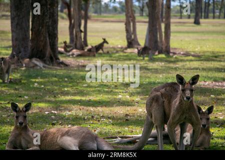 Eine Gruppe Kängurus, die an einem heißen Sommertag in Far North Queensland, Australien, im Schatten unter Eukalyptusbäumen ruhen Stockfoto