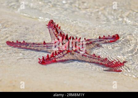 Red Button Sea Star - Protoreaster lincki, wunderschöne große farbige Seesterne von indischen ozischen Küsten und Riffen, Sansibar. Stockfoto