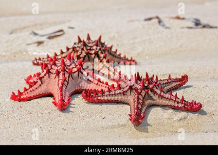 Red Button Sea Star - Protoreaster lincki, wunderschöne große farbige Seesterne von indischen ozischen Küsten und Riffen, Sansibar. Stockfoto