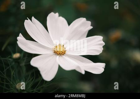 Nahaufnahme einer weißen Kosmos-Blume, Cosmos Bipinnatus „Sonata White“ Stockfoto