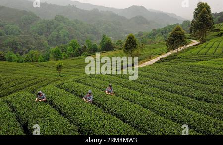 (140421) -- YA AN, April 21, 2014 (Xinhua) -- Employers pick up tea leaves at a tea garden in Mingshan District of Ya an City, southwest China s Sichuan Province, April 21, 2014. As core production area of Mengshan tea, the Mingshan District of Ya an City witnessed two-thirds or 200,000 mu (about 13,333 hectares) of tea gardens destroyed during the 7.0-magnitude Lushan Earthquake in April 2013. The tea production here, however, has recovered as a pillar industry of the city. (Xinhua/Jiang Hongjing) (lfj) CHINA-SICHUAN-YA AN-TEA INDUSTRY (CN) PUBLICATIONxNOTxINxCHN   Ya to April 21 2014 XINHUA Stock Photo