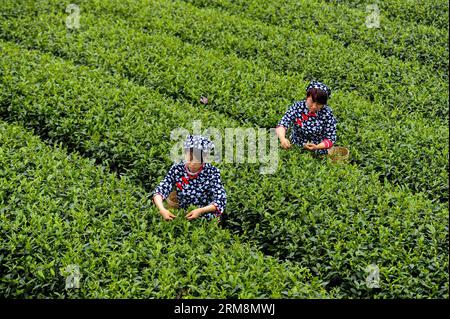 (140421) -- YA AN, April 21, 2014 (Xinhua) -- Employers pick up tea leaves at a tea garden in Mingshan District of Ya an City, southwest China s Sichuan Province, April 21, 2014. As core production area of Mengshan tea, the Mingshan District of Ya an City witnessed two-thirds or 200,000 mu (about 13,333 hectares) of tea gardens destroyed during the 7.0-magnitude Lushan Earthquake in April 2013. The tea production here, however, has recovered as a pillar industry of the city. (Xinhua/Jiang Hongjing) (lfj) CHINA-SICHUAN-YA AN-TEA INDUSTRY (CN) PUBLICATIONxNOTxINxCHN   Ya to April 21 2014 XINHUA Stock Photo