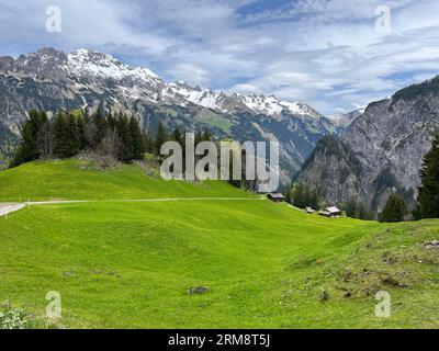 Wanderweg im Großen Walsertal in den Österreichischen Alpen in Vorarlberg, mit Blick auf eine Wiese mit einem schneebedeckten Bergmassiv im Hintergrund Stockfoto