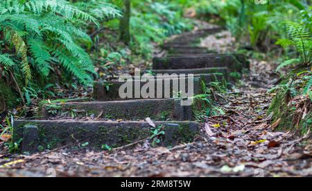 Die mit Moos bedeckten Holztreppen entlang der Nikau Loop führen im Ratapihipihi Scenic Reserve in New Plymouth durch den Regenwald mit Farnen und gefallenen Blättern Stockfoto