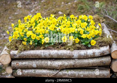Gelbe Blumen in einer Holzkiste auf braunem Hintergrund Stockfoto