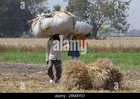 (140429) -- AMRITSAR, April 29, 2014 (Xinhua) -- Farmers carrying loads of threshed grass walk through fields in village Chabba on the outskirts of Amritsar city of India s northern state of Punjab April 29, 2014.(Xinhua/Javed Dar) INDIA-PUNJAB-FARMERS PUBLICATIONxNOTxINxCHN   Amritsar April 29 2014 XINHUA Farmers carrying loads of threshed Graß Walk Through Fields in Village  ON The outskirts of Amritsar City of India S Northern State of Punjab April 29 2014 XINHUA Javed dar India Punjab Farmers PUBLICATIONxNOTxINxCHN Stock Photo