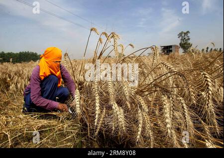 (140429) -- AMRITSAR, 29. April 2014 (Xinhua) -- Ein Punjabi-Landwirt erntet Weizen auf einem Feld im Dorf Chabba am Rande von Amritsar, Indiens nördlichem Bundesstaat Punjab, 29. April 2014. (Xinhua/Javed dar) INDIA-PUNJAB-FARMERS PUBLICATIONxNOTxINxCHN Amritsar April 29 2014 XINHUA A Punjabi Farmer erntet Weizen auf einem Feld in einem Dorf AM Rande von Amritsar City of India S Northern State of Punjab April 29 2014 XINHUA Javed dar India Punjabi Farmers PUNOBLATxCHNN Stockfoto