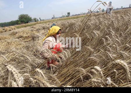 (140429) -- AMRITSAR, 29. April 2014 (Xinhua) -- Ein Punjabi-Landwirt erntet Weizen auf einem Feld im Dorf Chabba am Rande von Amritsar, Indiens nördlichem Bundesstaat Punjab, 29. April 2014. (Xinhua/Javed dar) INDIA-PUNJAB-FARMERS PUBLICATIONxNOTxINxCHN Amritsar April 29 2014 XINHUA A Punjabi Farmer erntet Weizen auf einem Feld in einem Dorf AM Rande von Amritsar City of India S Northern State of Punjab April 29 2014 XINHUA Javed dar India Punjabi Farmers PUNOBLATxCHNN Stockfoto