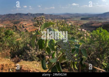 Teppich-Chamäleon auf dem Ast in Madagaskar. Furcifer lateralis versteckt sich im Ast, um die Landschaft zu sehen. Tiere, die den Co wechseln können Stockfoto