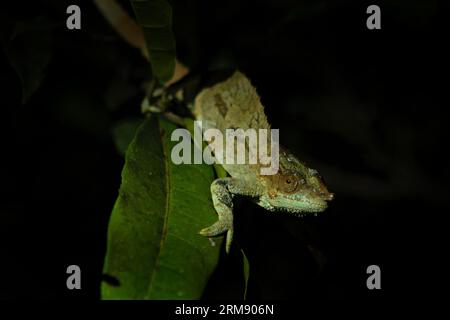 Calumma crypticum auf der Zweigstelle im Madagaskar-Nationalpark. Das kryptische Chamäleon ruht nachts im Wald. Tiere, die die Farbe ändern können Stockfoto