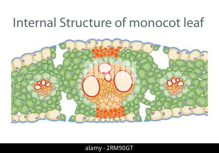 Die innere Struktur des Monokosenblattes Stockfoto